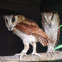 The Owls Trust