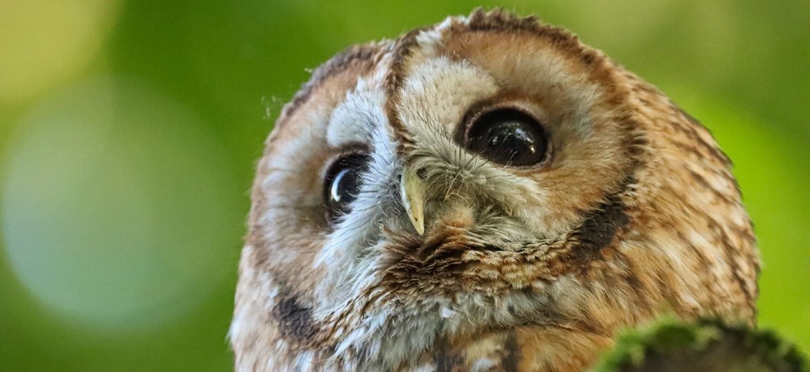HAWK CONSERVANCY TRUST LIMITED
