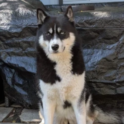 Nanuk's Walkies
