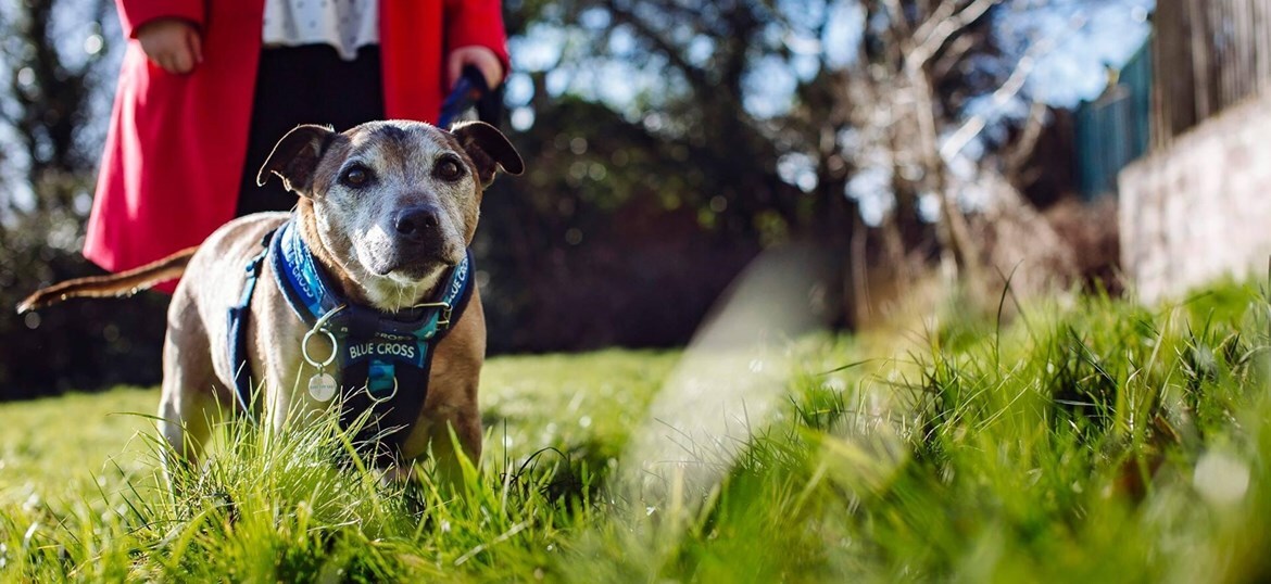 The Blue Cross Community