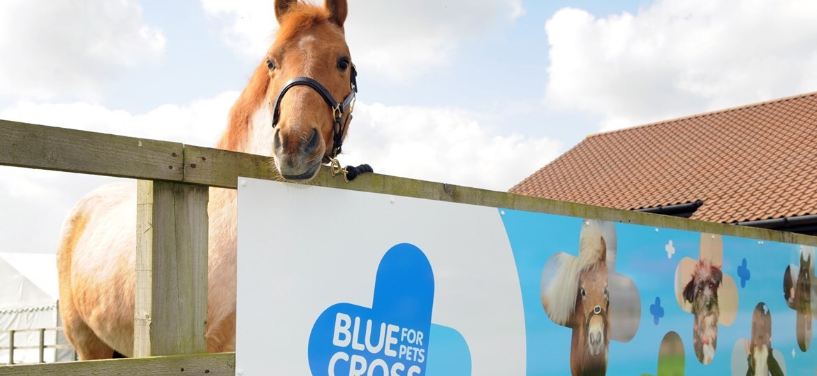 Blue Cross Horses