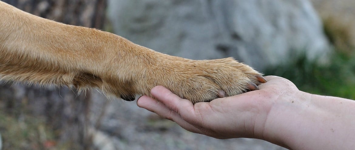 Humanimal Trust