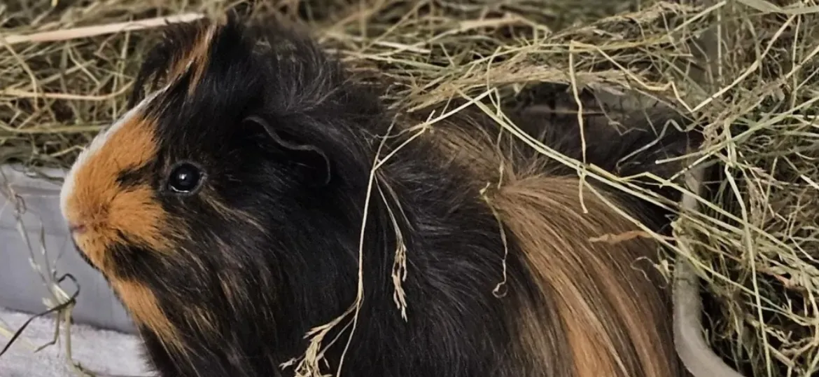 Sponsor A Small Animal