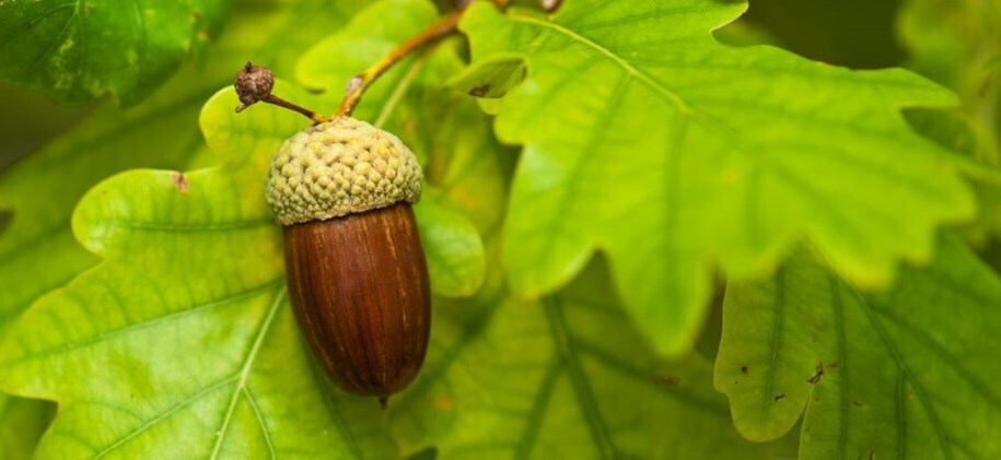 Acorn Fund