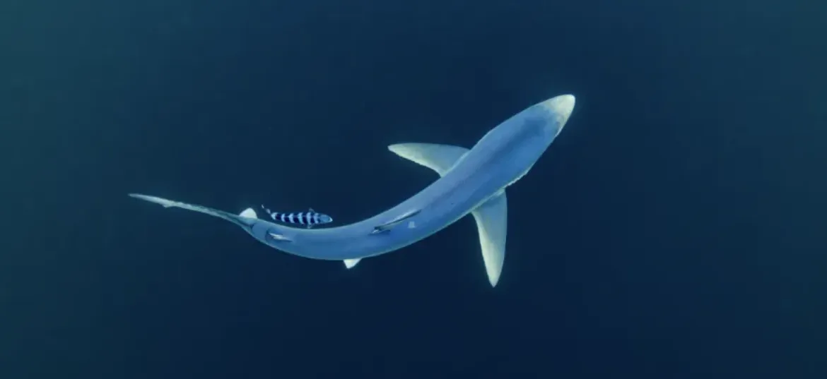The Shark Trust