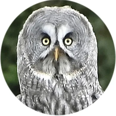 Suffolk Owl Sanctuary
