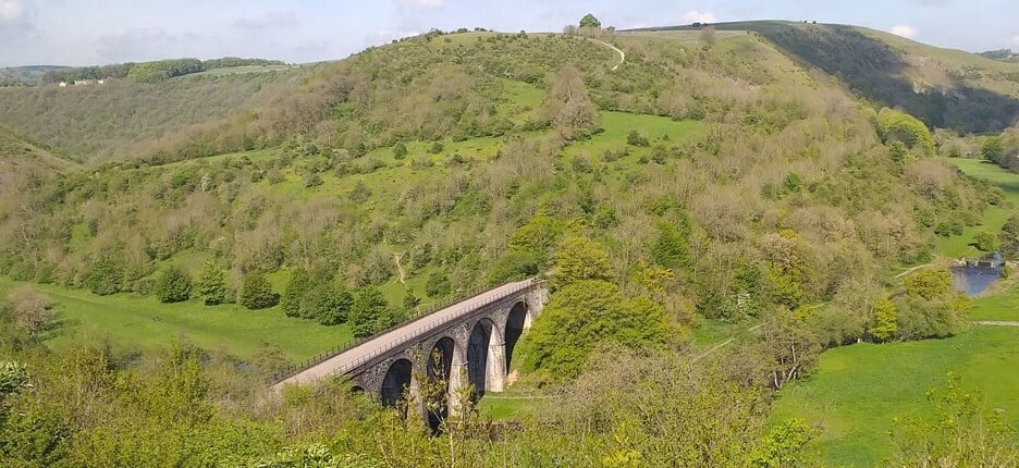 Help us combat Ash Dieback Disease in the Peak District National Park