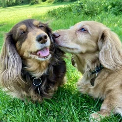 Eddie & Daphne's Walkies