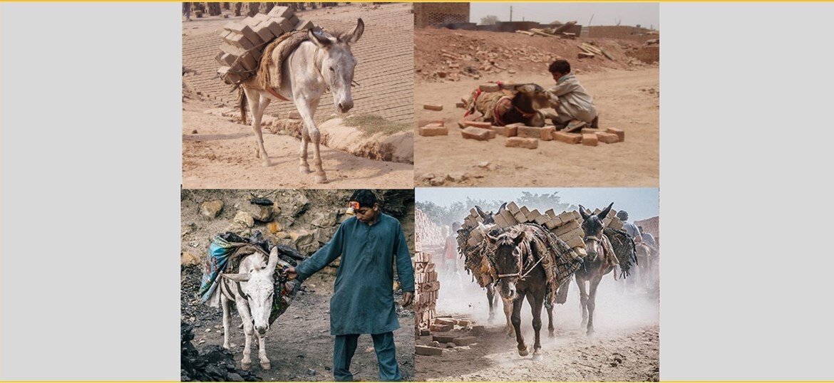 Brooke Action for Working Horses and Donkeys
