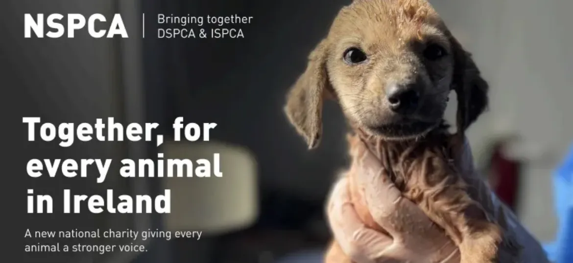 NSPCA