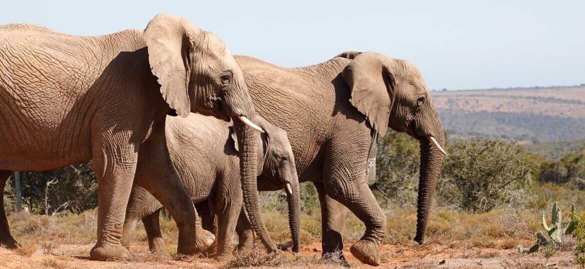 Support our work in Southern Africa