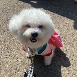 Mirabelle's Walkies