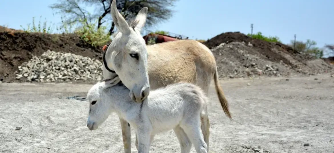Brooke Action for Working Horses and Donkeys