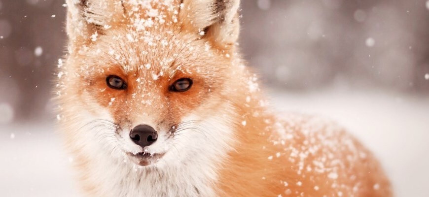 Respect For Animals Educational Trust Limited