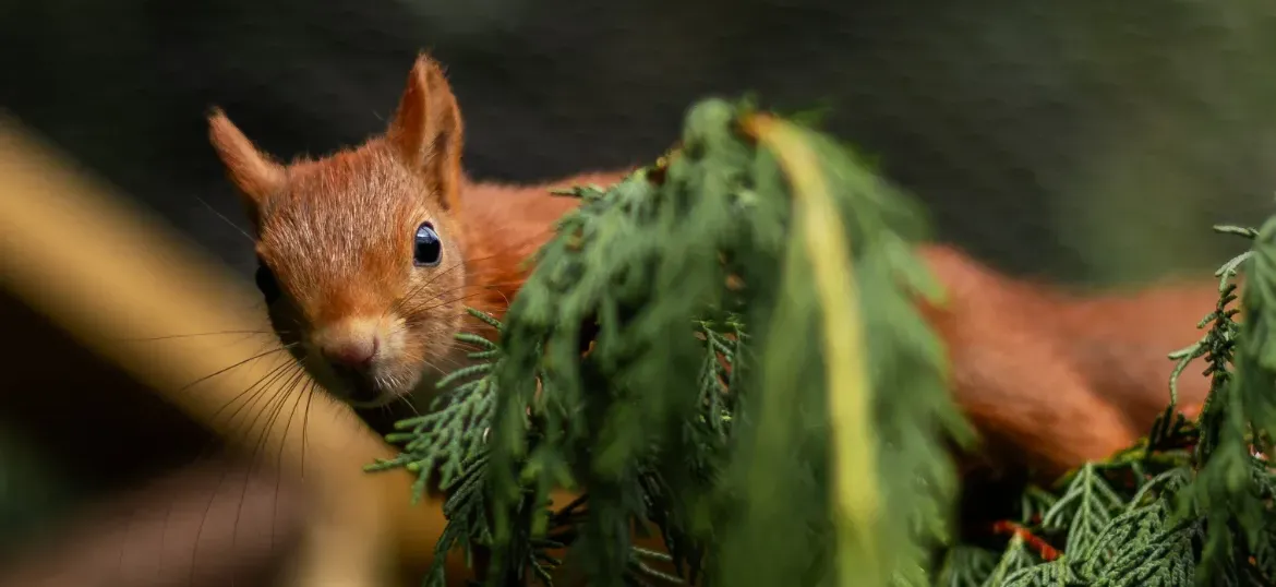 Red Squirrel Survival Fund