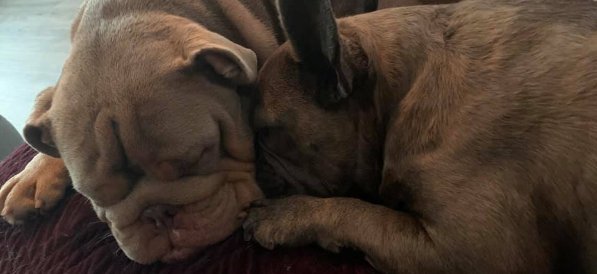 Friends Of Animals Wales