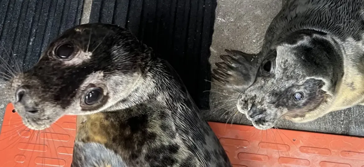 Seal Rescue Ireland