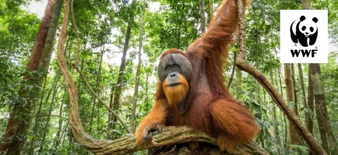 WWF - UK