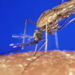 Malaria and Mosquito-borne diseases Research Group, University of Glasgow