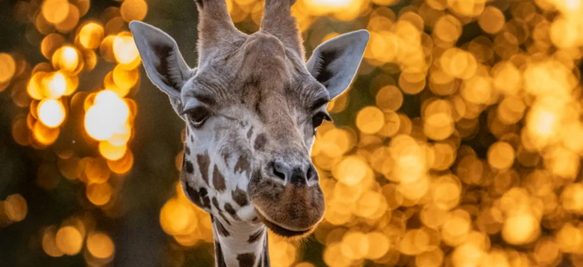 Chester Zoo