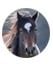 Friends Of The Dartmoor Hill Pony