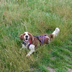 Loki's Walkies