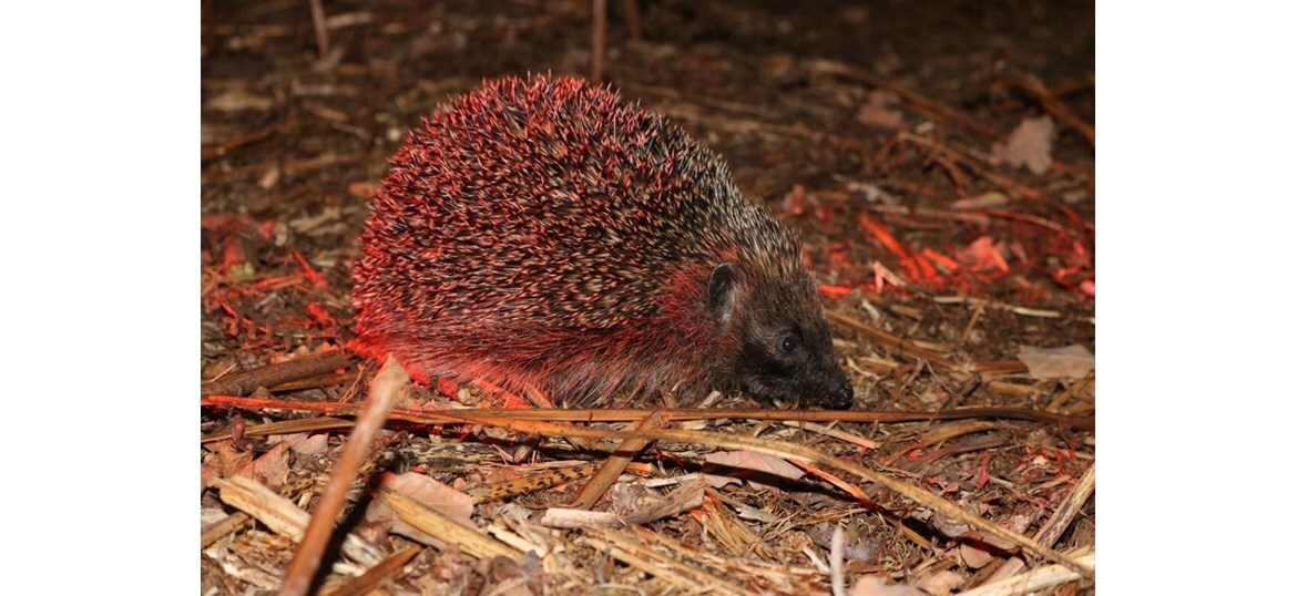 Wildlife habitats appeal