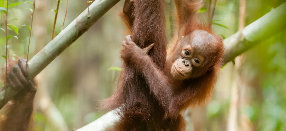 Borneo Nature Foundation