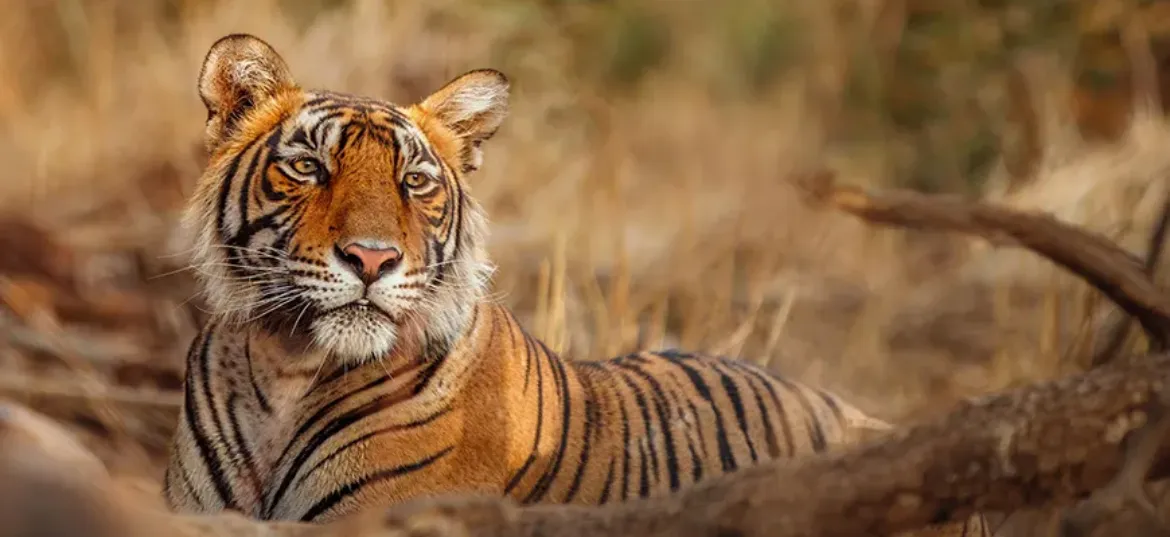 ZSL (Zoological Society of London)