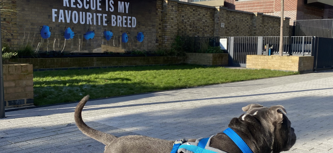 Battersea Dogs and Cats Home