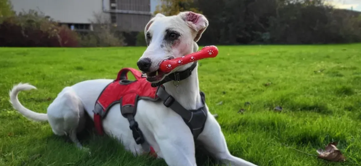 RSPCA Halifax, Huddersfield & Bradford
