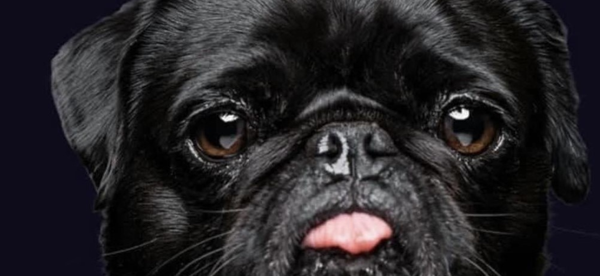 Pug Life Rescue