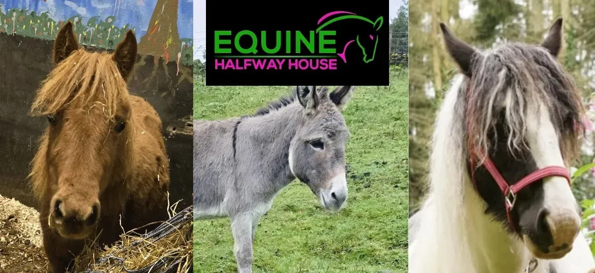 Equine Halfway Shelter / Fund My Shelter