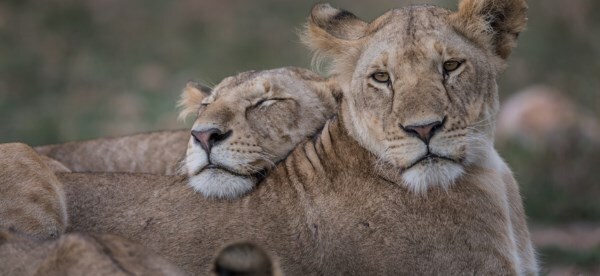 The Born Free Foundation