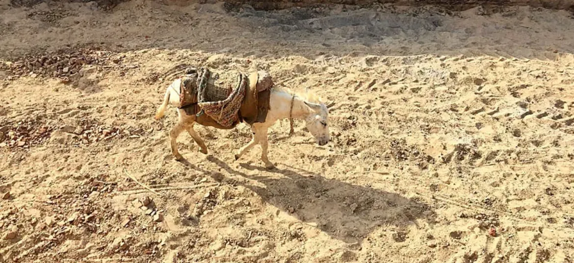 Brooke Action for Working Horses and Donkeys