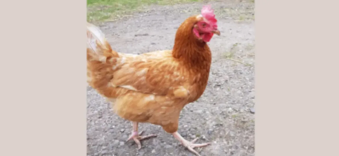 Sponsorship for Ethel