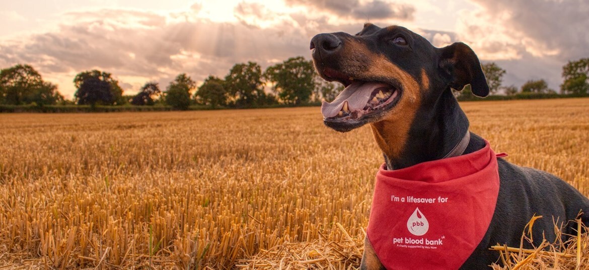 Pet Blood Bank UK