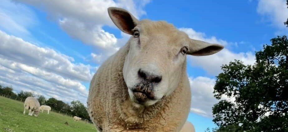 The Farm Animal Sanctuary