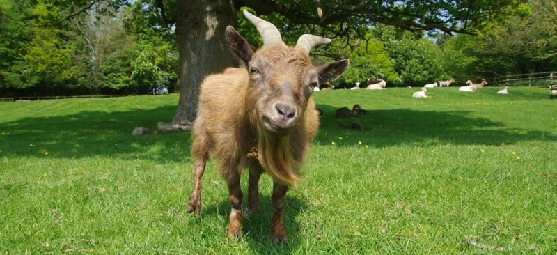 Buttercups Sanctuary For Goats