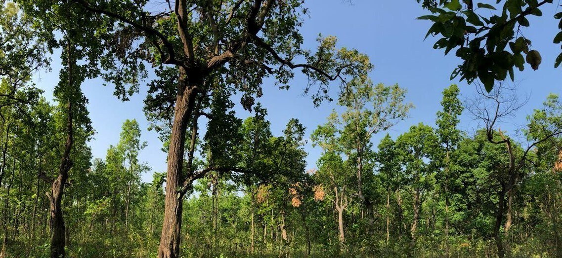 Pipal Tree