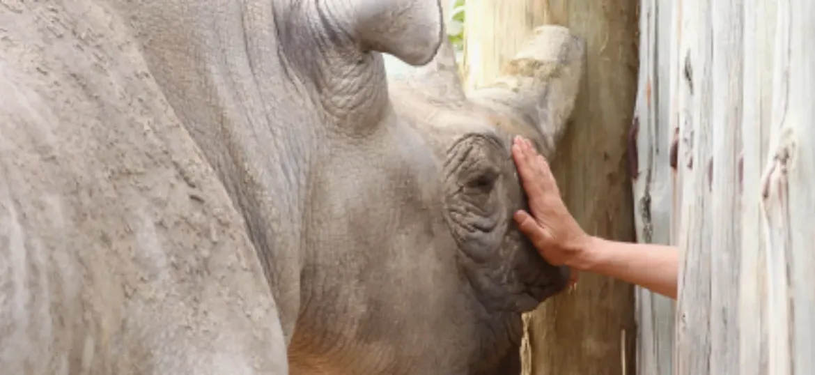 RHINOS ON THE MOVE