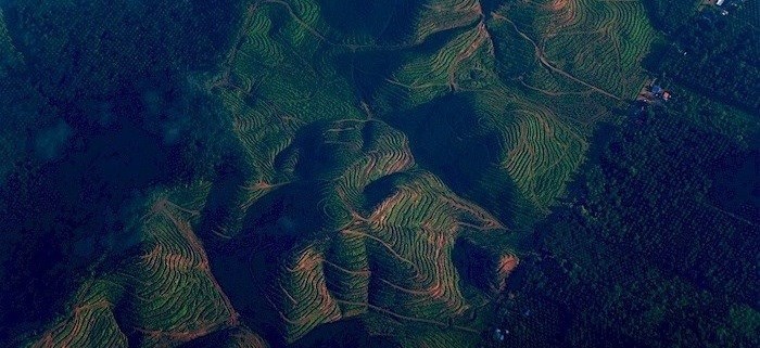 Commonwealth Forestry Association
