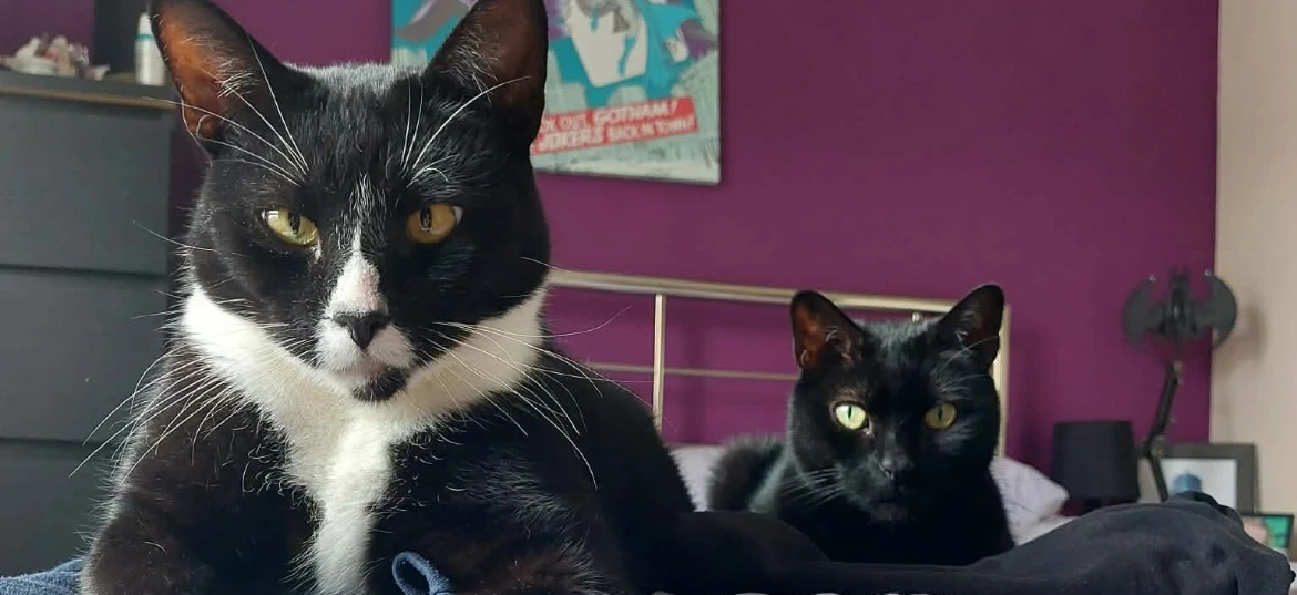Cats Protection