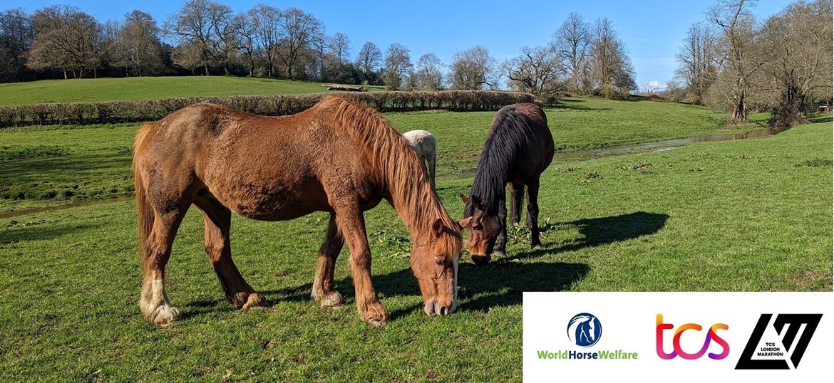 World Horse Welfare