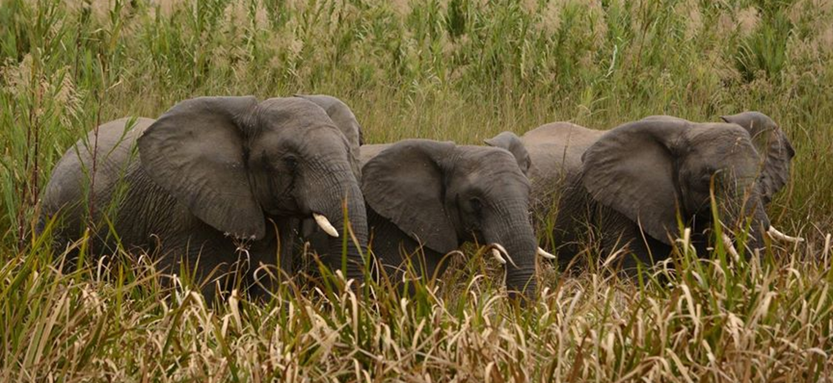 THE KASANKA TRUST