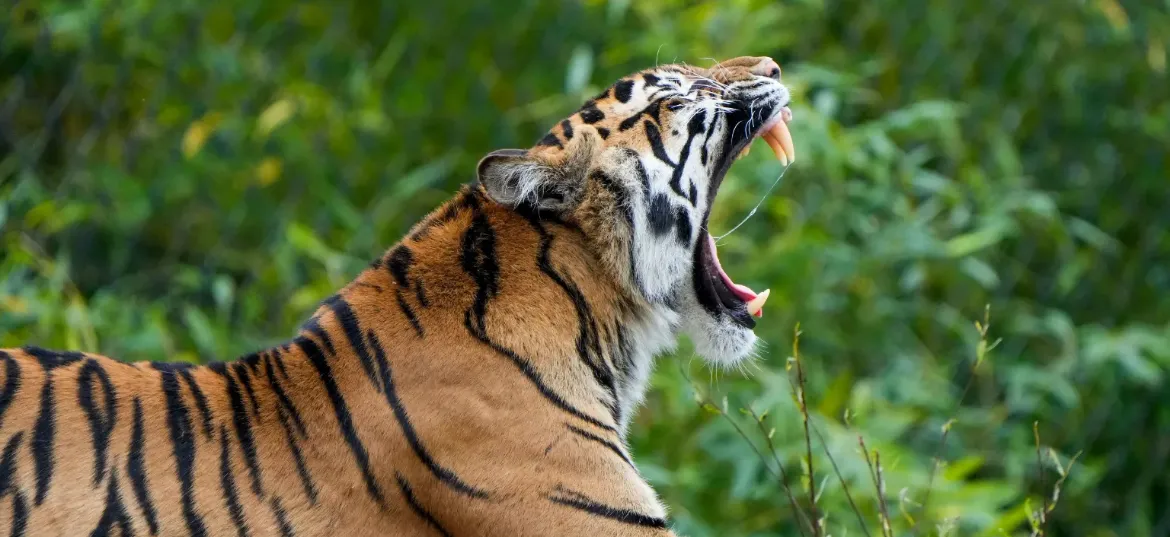 Chester Zoo