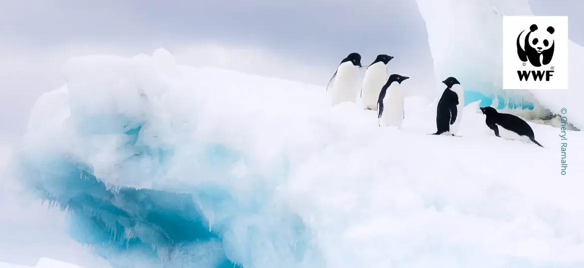 WWF - UK