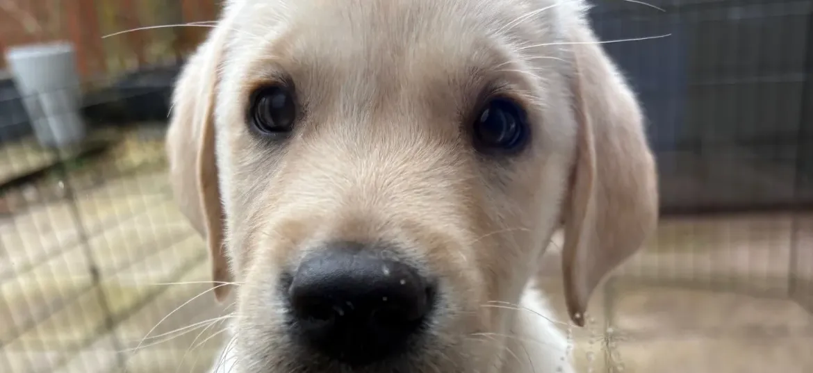 Guide Dogs