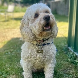 Nala's Walkies