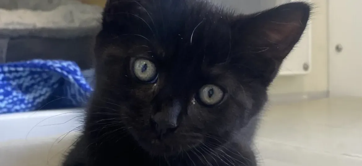 Sponsor A Cat